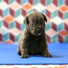 Light Blue Collar - Gray male Cane Corso puppy in Lusby, Maryland from Coastal View Kennels