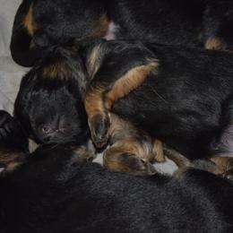 German Shepherd Puppies from Import German Shepherds of Kansas