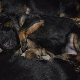 German Shepherd Puppies from Import German Shepherds of Kansas