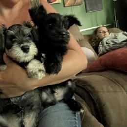 Miniature Schnauzer Puppies from Chantel's Miniature Schnauzers