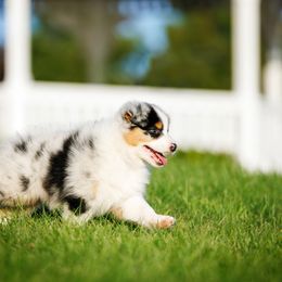 Australian Shepherd Puppies from Silverchip Aussies