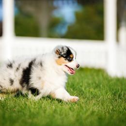 Australian Shepherd Puppies from Silverchip Aussies