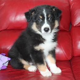 Sage - Black tri-color male Australian Shepherd puppy in Colorado from Firestone Australian Shepherds