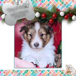 Boy 2 - King of Hearts - Sable and white male Shetland Sheepdog puppy in Elberton, Georgia from Ioney's Southern Paws Shelties, Frenchies, and Yorkies