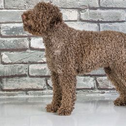 Divot - Lagotto Romagnolo