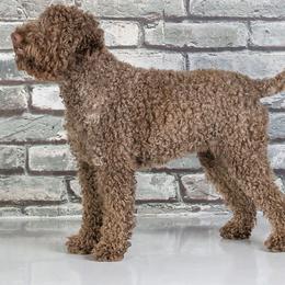 Divot - Lagotto Romagnolo