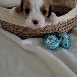 Oliver - Blenheim male Cavalier King Charles Spaniel puppy in Decatur, Illinois from Petite Pups