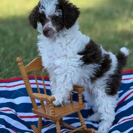 Tempo - Brown male Poodle puppy in Ardmore, Oklahoma from The Poodles of Green Acres