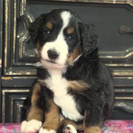 Kringle - Tri-color male Bernedoodle puppy in Henry, Illinois from Rowe Farms Doodles