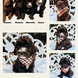 Australian Labradoodle Puppies from Cajun Land Doodles