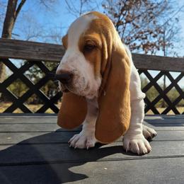 Tex 2700.00 - Red and white male Basset Hound puppy in Denison, Texas from Emma Lou's Baby Bassets