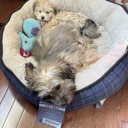 Havanese Puppies from Homefull of Havanese