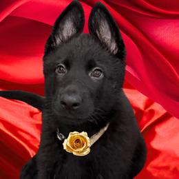 Mistique - Black female German Shepherd puppy in Yorkville, Illinois from Vom Archbold Haus World Class German Shepherds