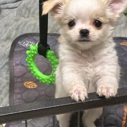 Toffee- AKC - Cream and white female Chihuahua puppy in Summerfield, Florida from Impeccable's Boutique & Ethical Breeder for the educated & discriminating ONLY