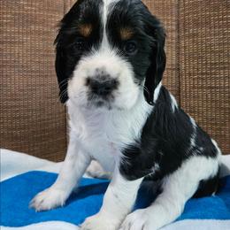 Canoe - Black white and tan female English Springer Spaniel puppy in Grant, Michigan from Bedell's Riverdog Run