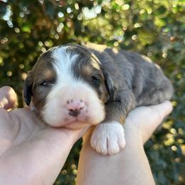 Boy 2 - Blue merle male Bernedoodle puppy in Ashland, Kentucky from Still Waters Farm