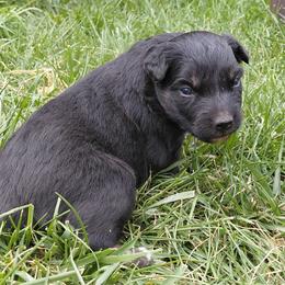 Black Tri Male - Black tri-color male Australian Shepherd puppy in Cedar City, Utah from 10-BAR-Y RANCH