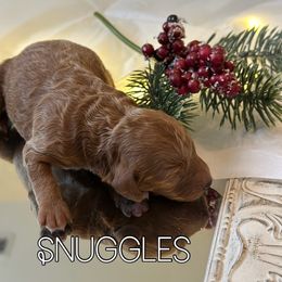 Snuggles - Poodle puppy from Wolfe Island Poodles