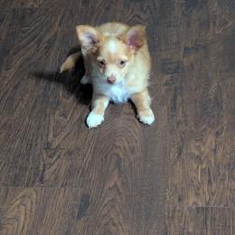 River - Cream and white male Chihuahua puppy in Waycross, Georgia from OakView Farm Chihuahuas FB