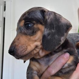 Orange collar black and tan dapple boy - Dapple male Dachshund puppy in Caldwell, Idaho from Dozendachs