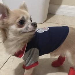 Chihuahuas and Pekingese from Wu-Taos Pekingese Dynasty/Your Pekingese Plug