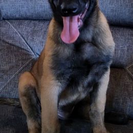 Belgian Malinois and xDutch Shepherds from Shellback k9
