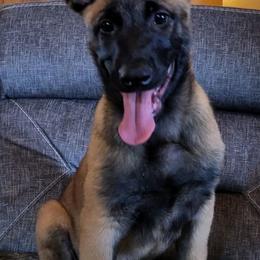 Belgian Malinois and xDutch Shepherds from Shellback k9