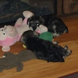 Miniature Schnauzer Puppies from Kim Stockstill