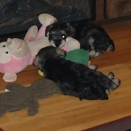 Miniature Schnauzer Puppies from Kim Stockstill