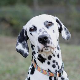 Elly - Dalmatian