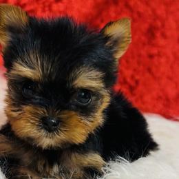 Yorkshire Terriers from Toy Treasure Yorkies