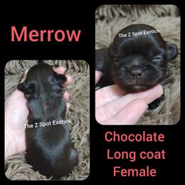Merrow - Chocolate and tan female Chihuahua puppy in Dandridge, Tennessee from The Z Spot Exotics