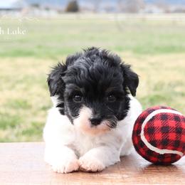 Benjamin - Black tri male Miniature American Shepherd puppy in Hamilton, Montana from North Lake Aussies