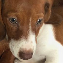 Dachshunds from Dachshund Puppies