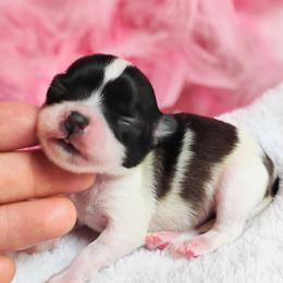 Sunny - Fawn and white female Chihuahua puppy in Wayland, Michigan from MI Chihuahua