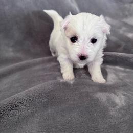 Blossom - White female Coton de Tulear puppy in Timber, Oregon from Sterling’s Sweet Cotons