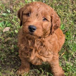Buddy - Red  male Goldendoodle puppy in Missouri from Husky Hill Kennel