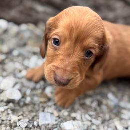 Female- Orange - Cream female Dachshund puppy in Licking, Missouri from Bean Creek Dachshunds & Terriers