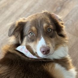 Delilah - Australian Shepherd