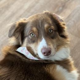 Delilah - Australian Shepherd