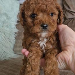 Toby - Red male Cavapoo puppy in Blackfoot, Idaho from Rocky Desert Goldens and Cavaliers