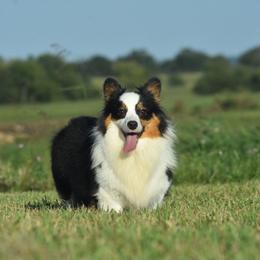 Mia - Pembroke Welsh Corgi