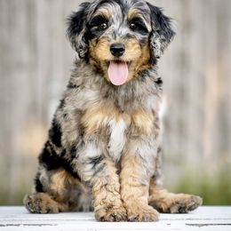 Assorted Doodle Crosses and Bernedoodle Puppies from Rock N Roll Doodles