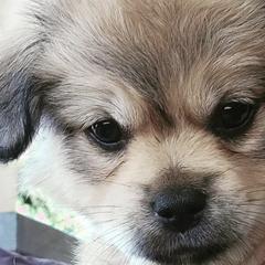 Mal-Shis from ReRe's House of Pups