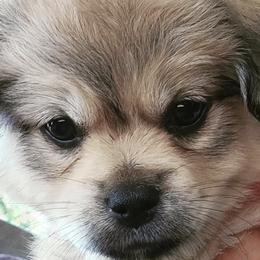Mal-Shis from ReRe's House of Pups