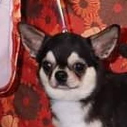 Chiapa - Chihuahua
