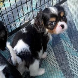 Tiny Bert - Tri-color male Cavalier King Charles Spaniel puppy in Spring Hill, Florida from Stardom Chihuahuas & CKCS