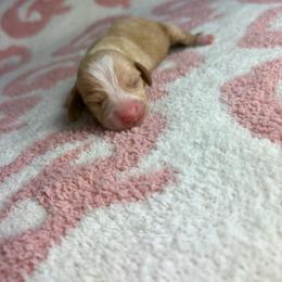 Morgan - Cream female Dachshund puppy in Lake City, Florida from My Ditzy Doxies of Florida