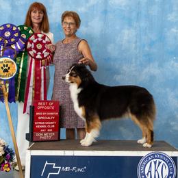 Ony - Australian Shepherd
