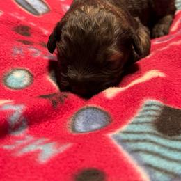 Male 3 - Pepper and salt male Giant Schnauzer puppy in Pearland, Texas from K & S Schnauzers
